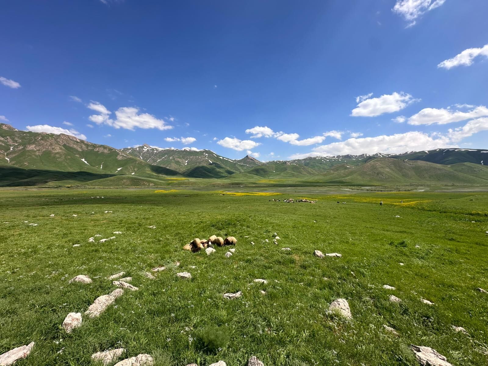 feraşin-2