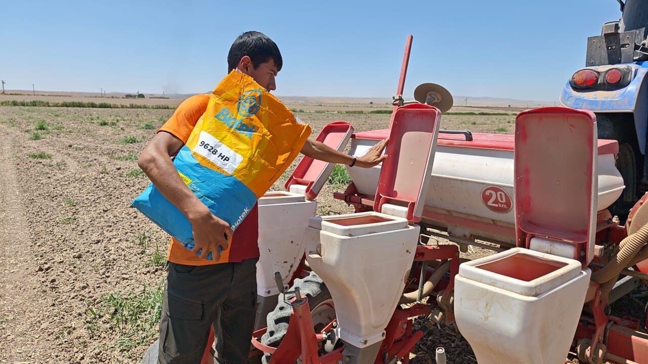 mısır hasat