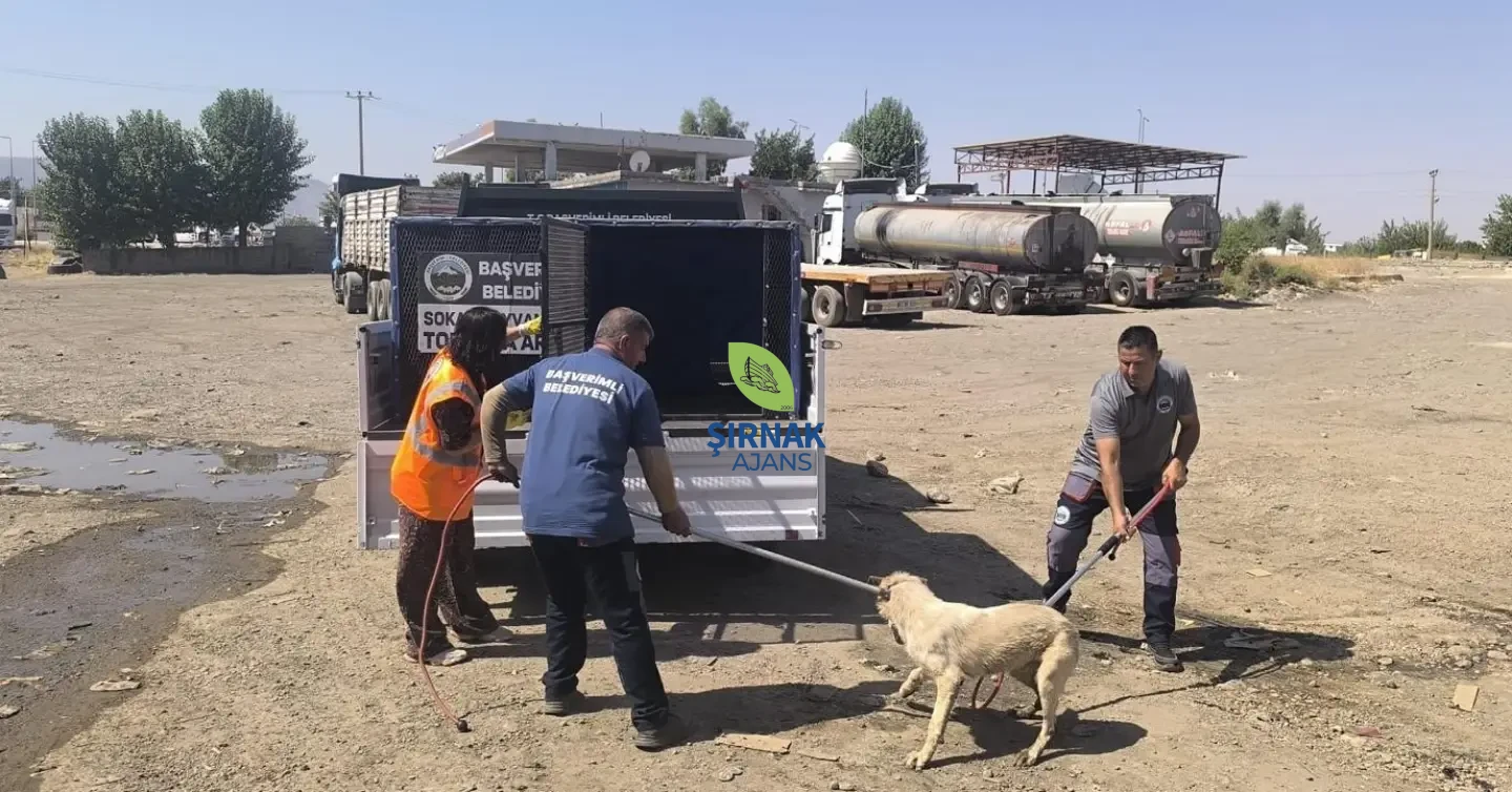 Başverimli Beldemizde Ve Çevresinde Vatandaşlarımızın Huzur Ve Güvenliği Için Saldırgan Köpekle (2)
