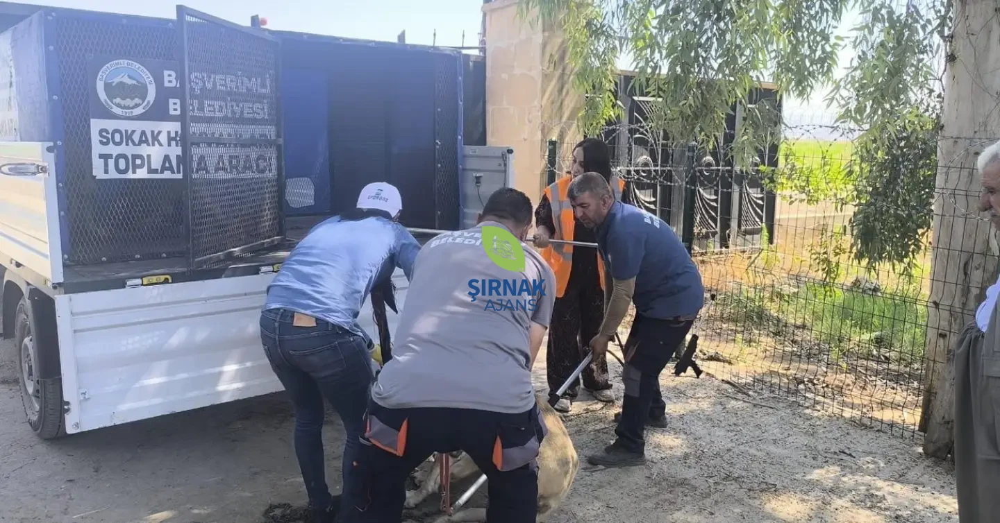 Başverimli Beldemizde Ve Çevresinde Vatandaşlarımızın Huzur Ve Güvenliği Için Saldırgan Köpekle (7)