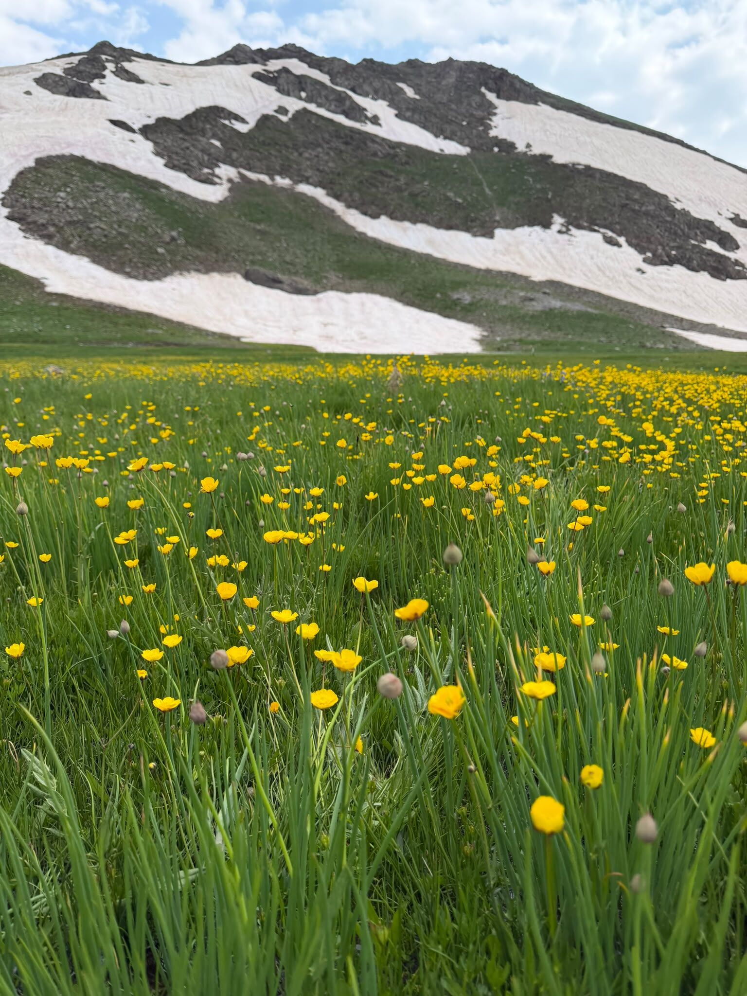 Feraşin (7)