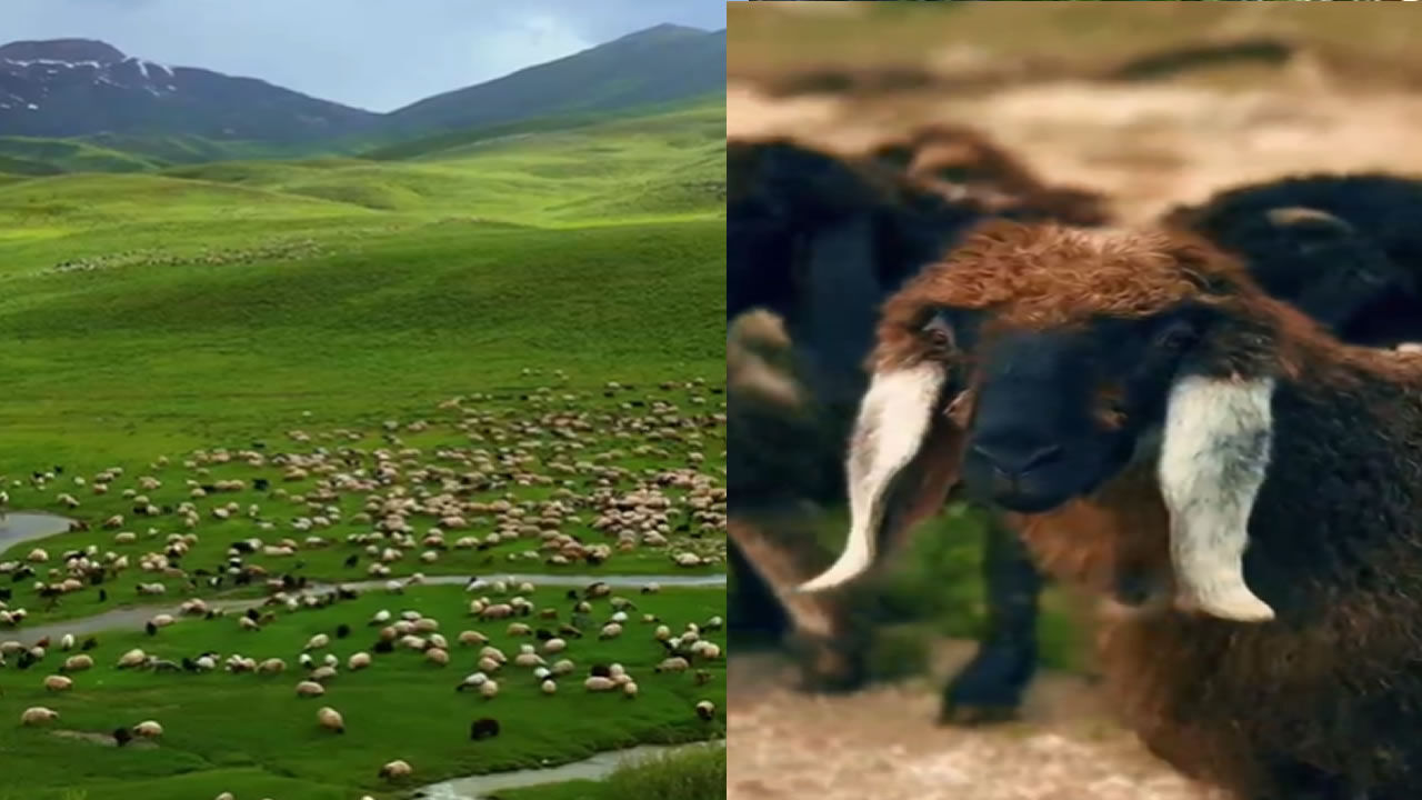 Şirnak Doğal3