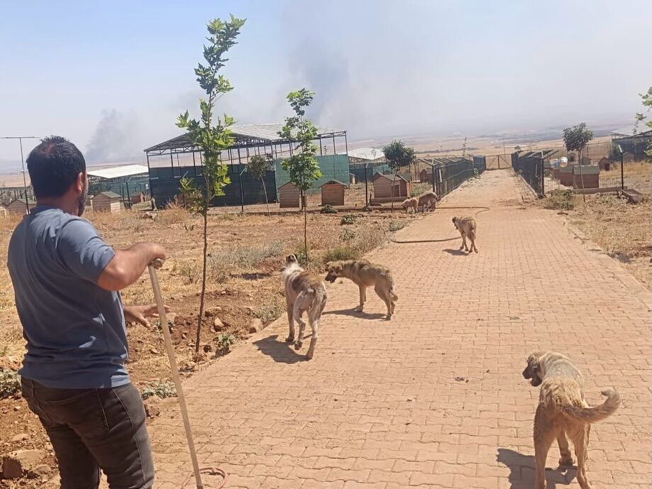 Veteriner İşleri Müdürlüğümüz Ekipleri, Mahallelerimizden Gelen Ihbarlar Doğrultusunda Sokak Hay (1)