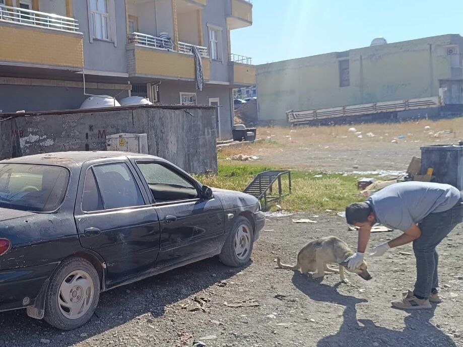 Veteriner İşleri Müdürlüğümüz Ekipleri, Mahallelerimizden Gelen Ihbarlar Doğrultusunda Sokak Hay (3)