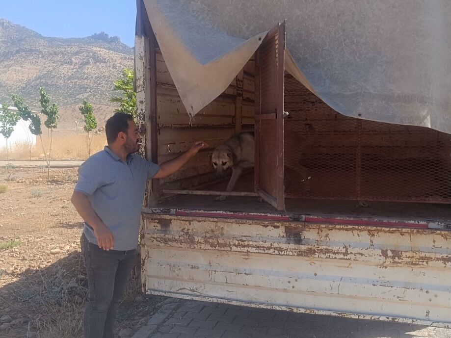 Veteriner İşleri Müdürlüğümüz Ekipleri, Mahallelerimizden Gelen Ihbarlar Doğrultusunda Sokak Hay (5)