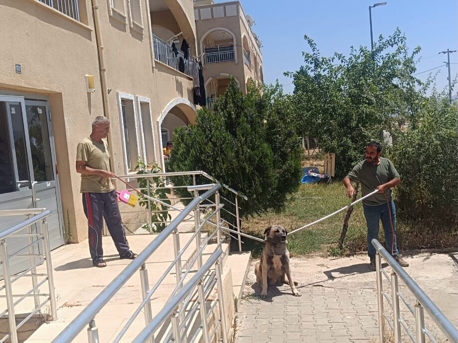 Veteriner İşleri Müdürlüğümüz Ekipleri, Mahallelerimizden Gelen Ihbarlar Doğrultusunda Sokak Hay