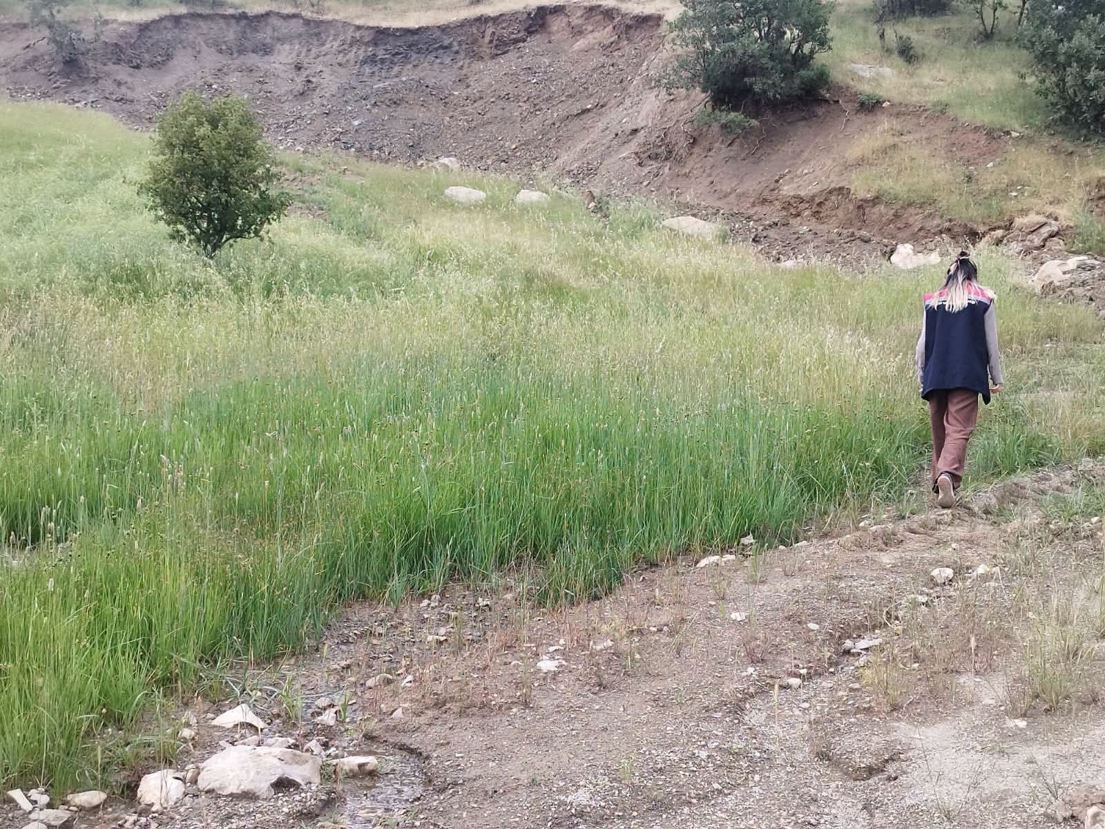 mera çegirge
