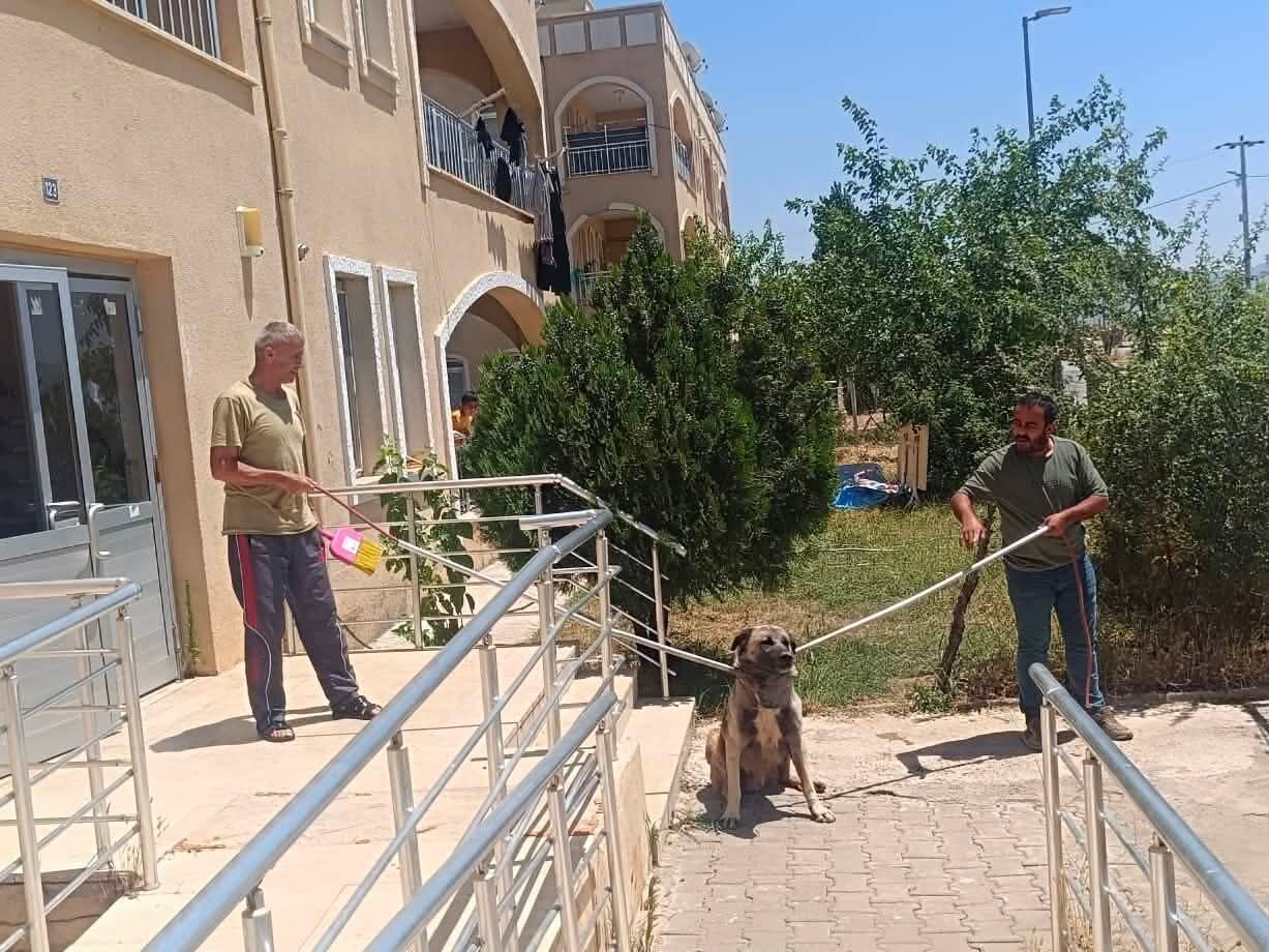 sokak hayvanları-1