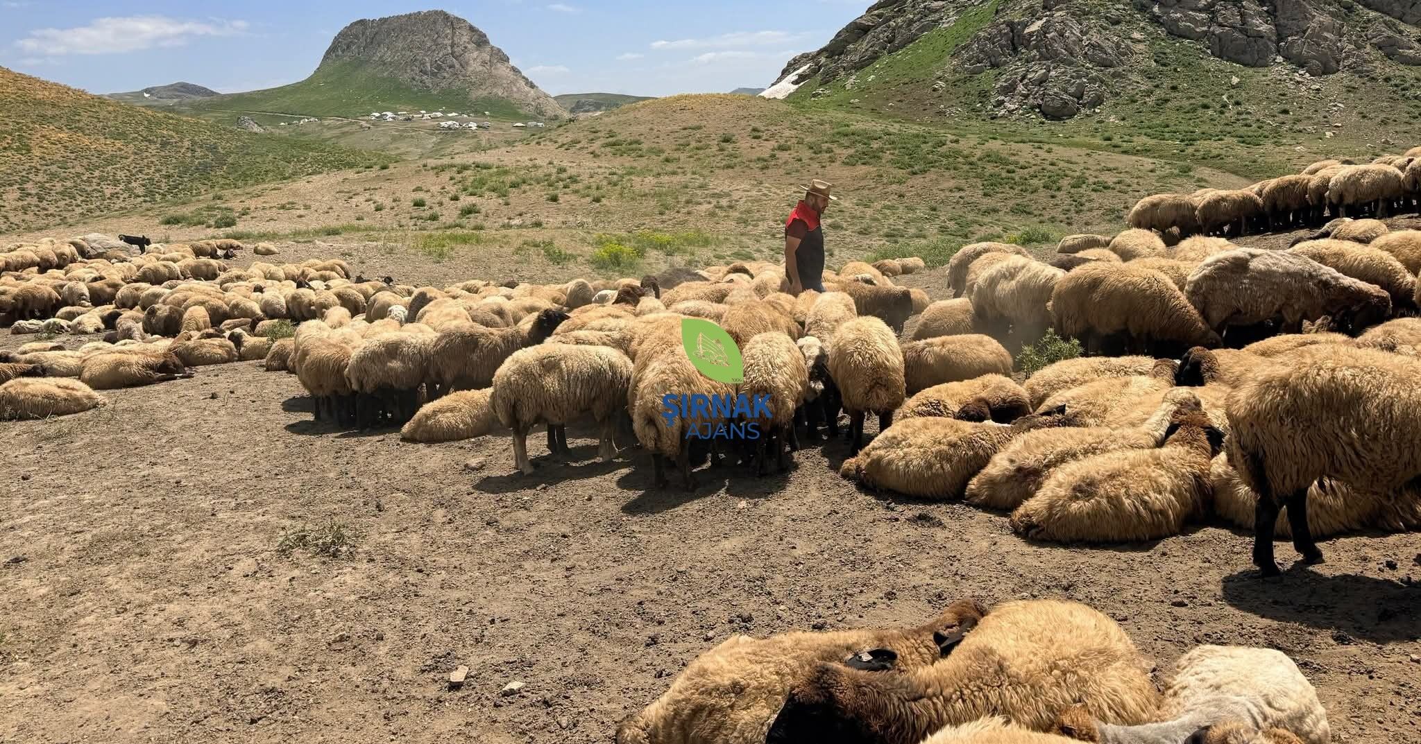 Yayla Veteriner (1)