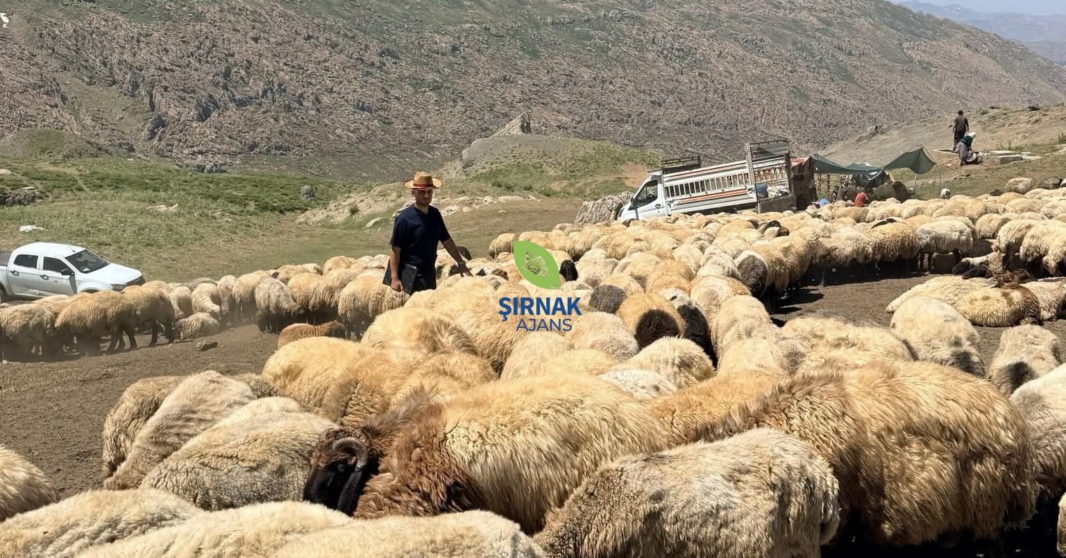 Yayla Veteriner (4)