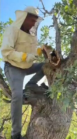 Ağacın gövdesinden 3 kilo bal çıktı