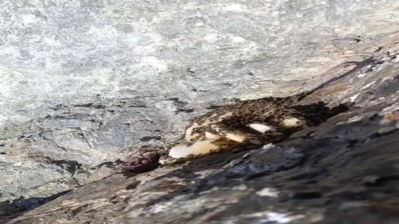 Sarp kayalıklarda oluşan doğal kaya balı bulundu
