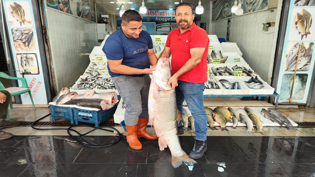 1,5 metre uzunluğunda 69 kiloluk dev balık tezgaha çıktı