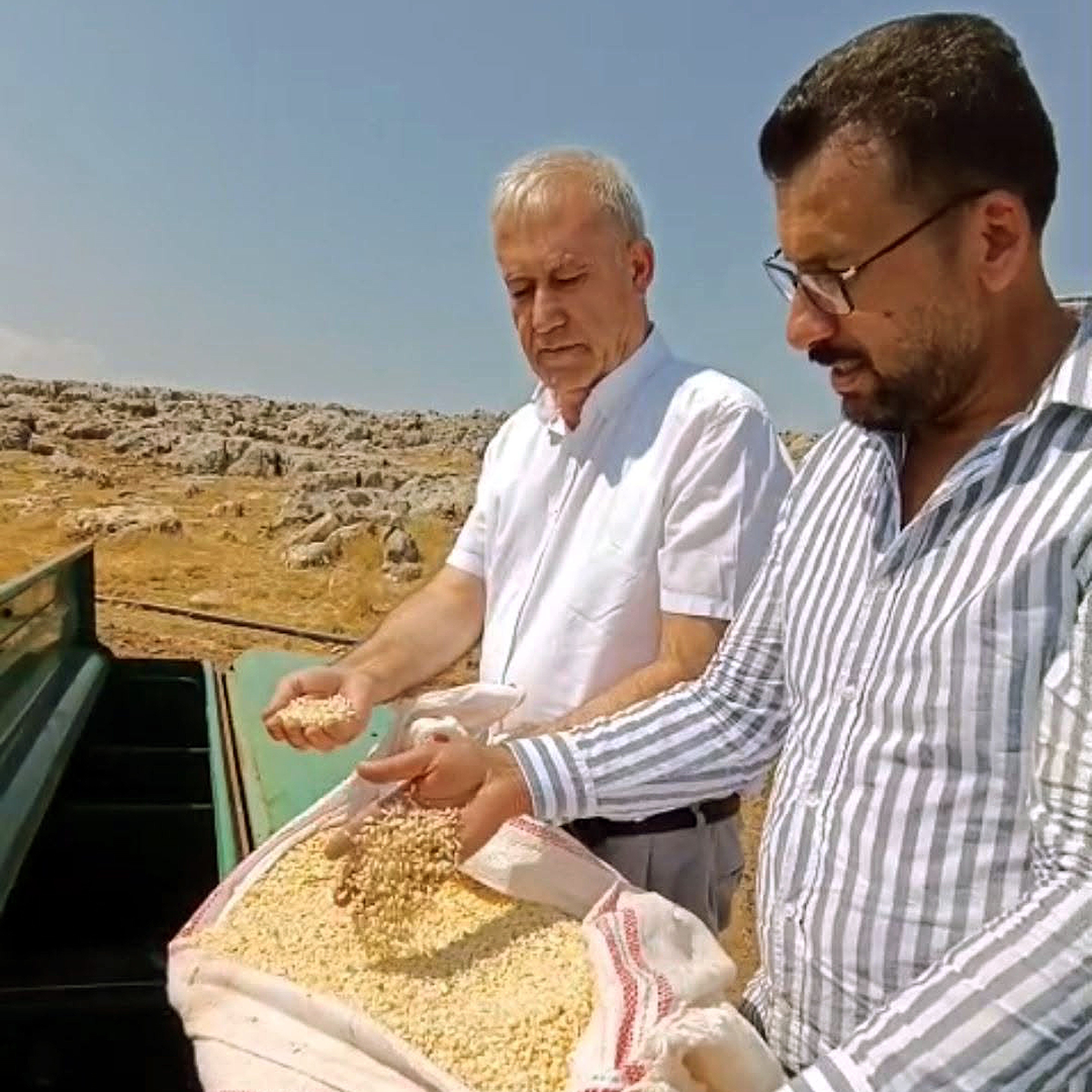 Araban sarımsağında zambak anaç tohum dönemi başlıyor