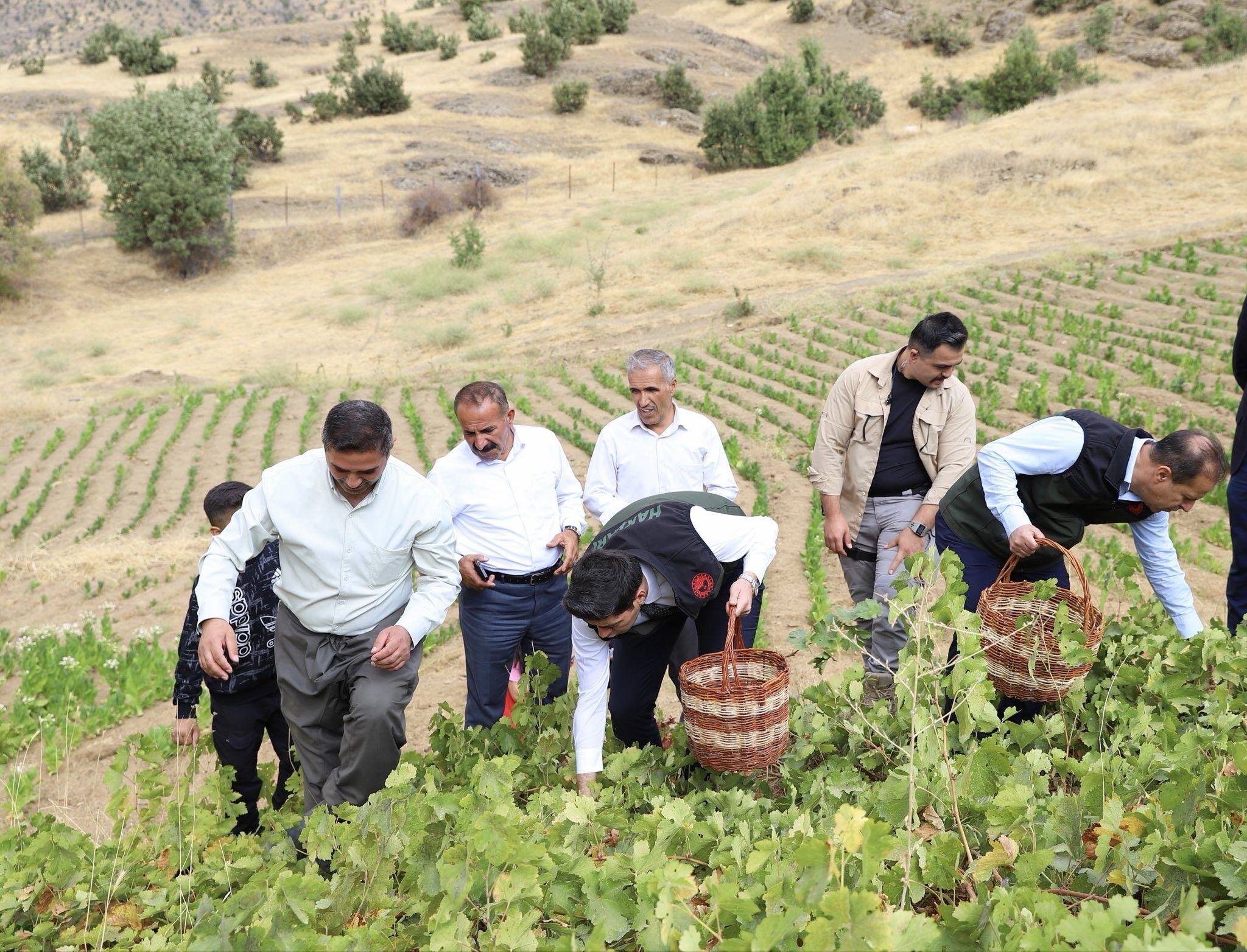 Hakkari'de üzüm hasadı başladı