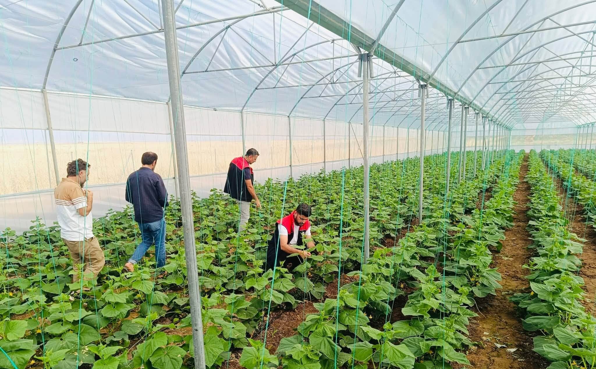 Ci̇zre Sera (2)