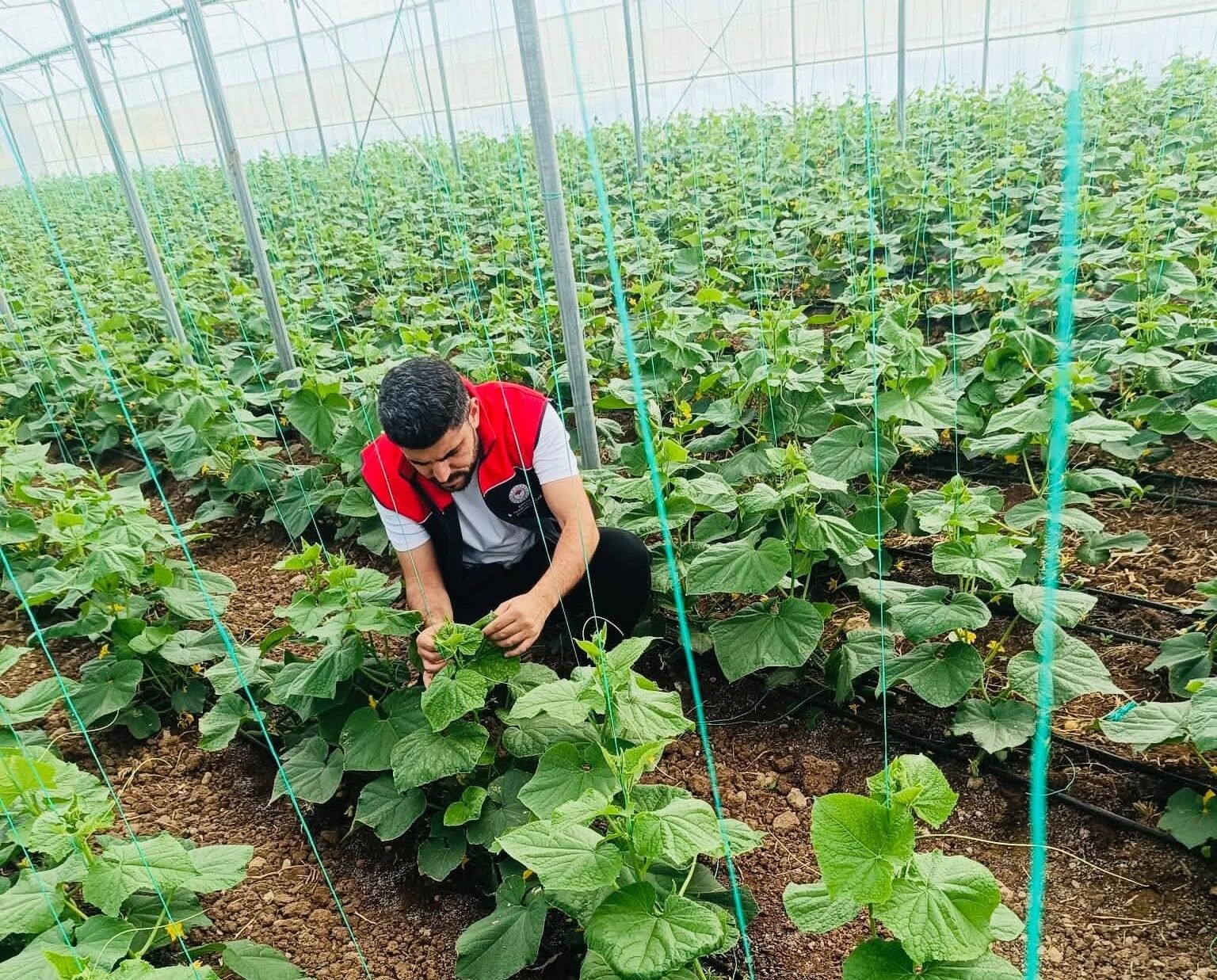 Ci̇zre Sera (3)