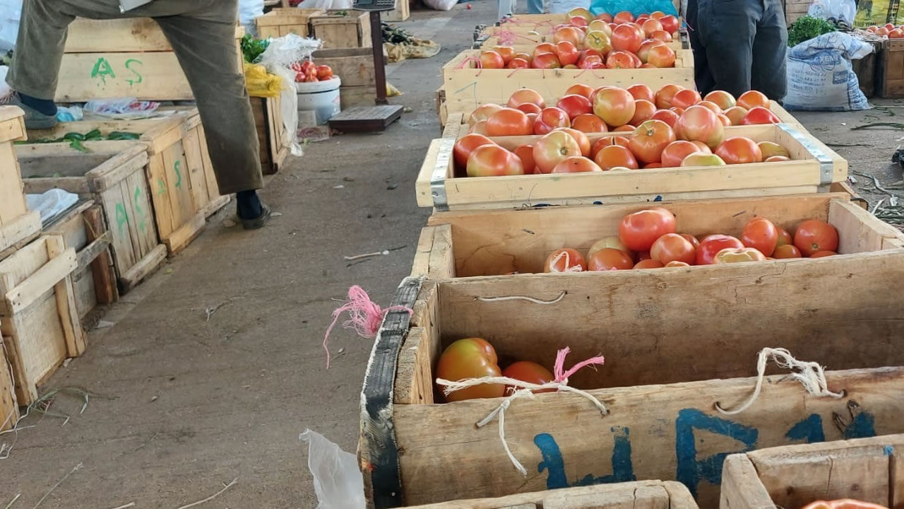 Organik domates hasadı başladı
