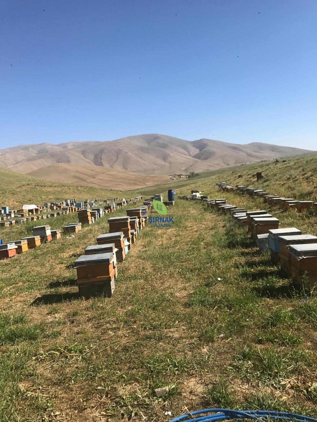 🍯🐝 Faraşin’de Bal Hasadı Başladışırnak’ın Eşsiz Doğasında Üretilen, Kendine Özgü Aroması Ve Ka (1)