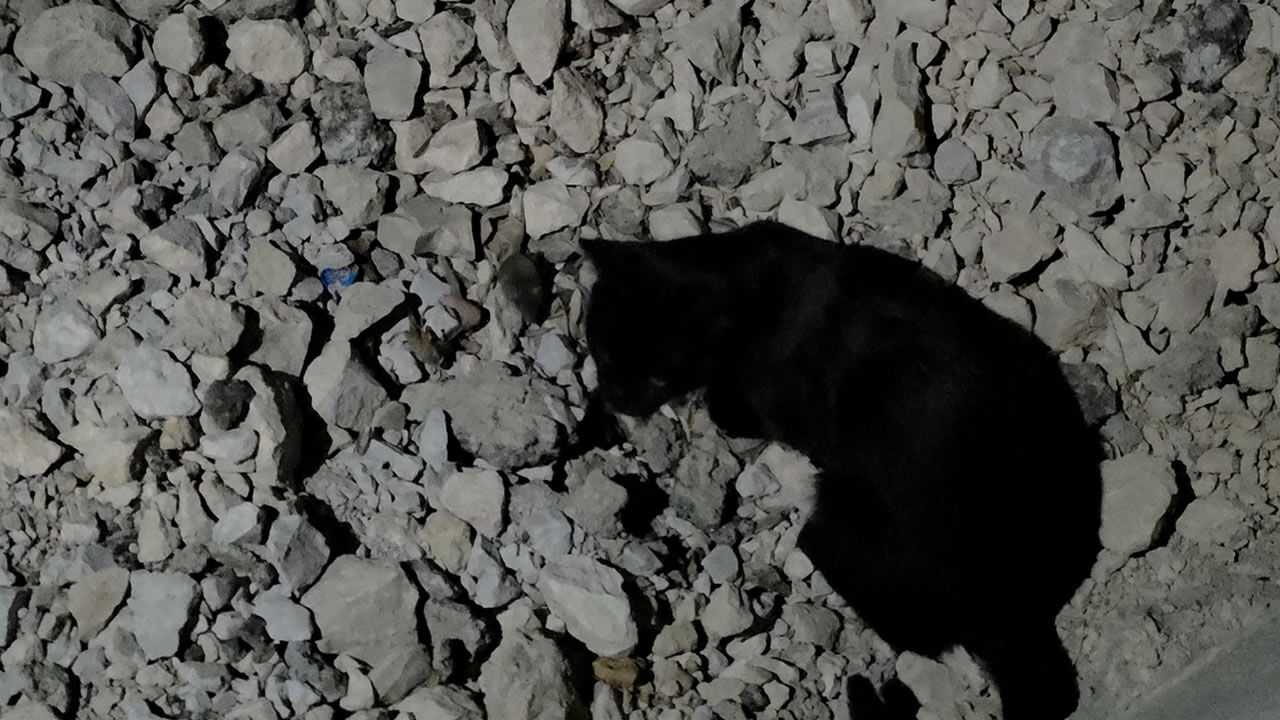 Kedi yakaladığı fare ile saatlerce oynadı