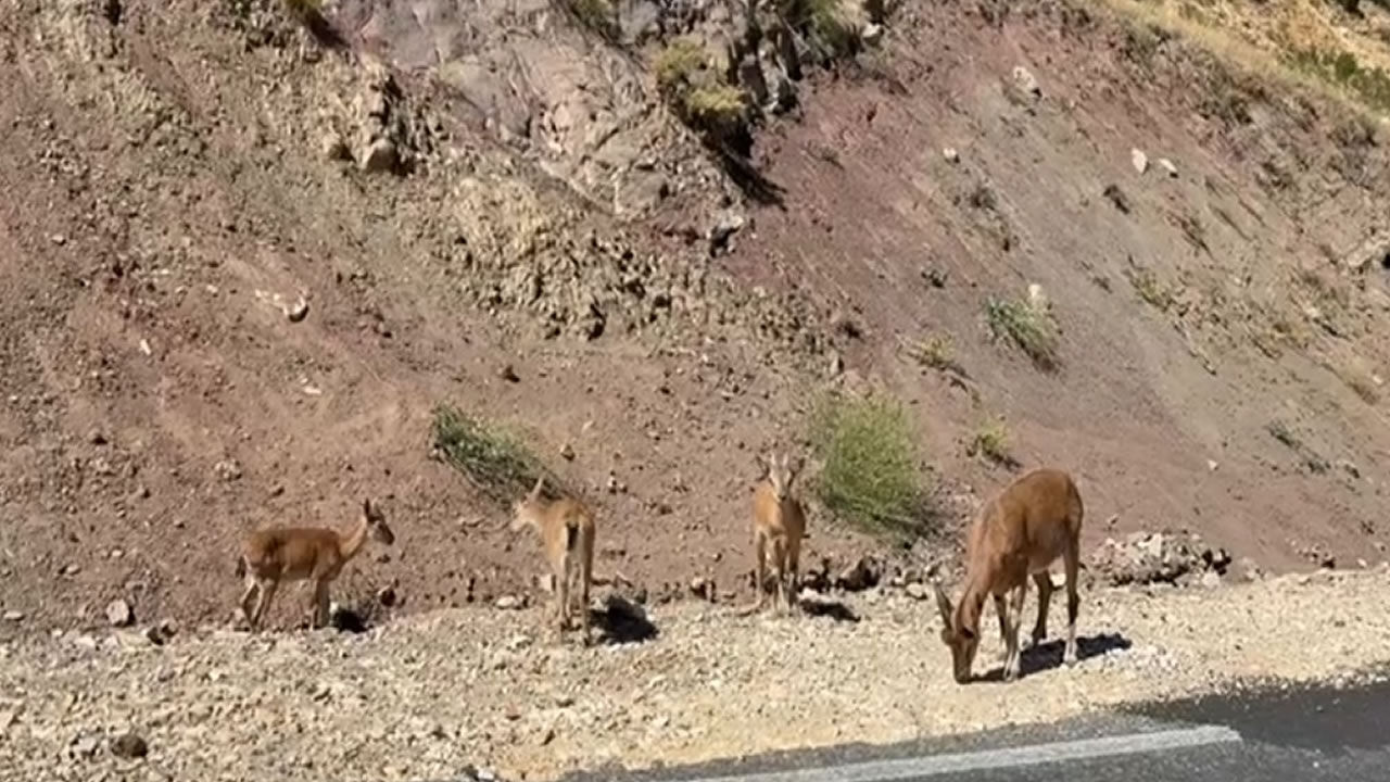 Dağ keçisi sürüsü görüntülendi