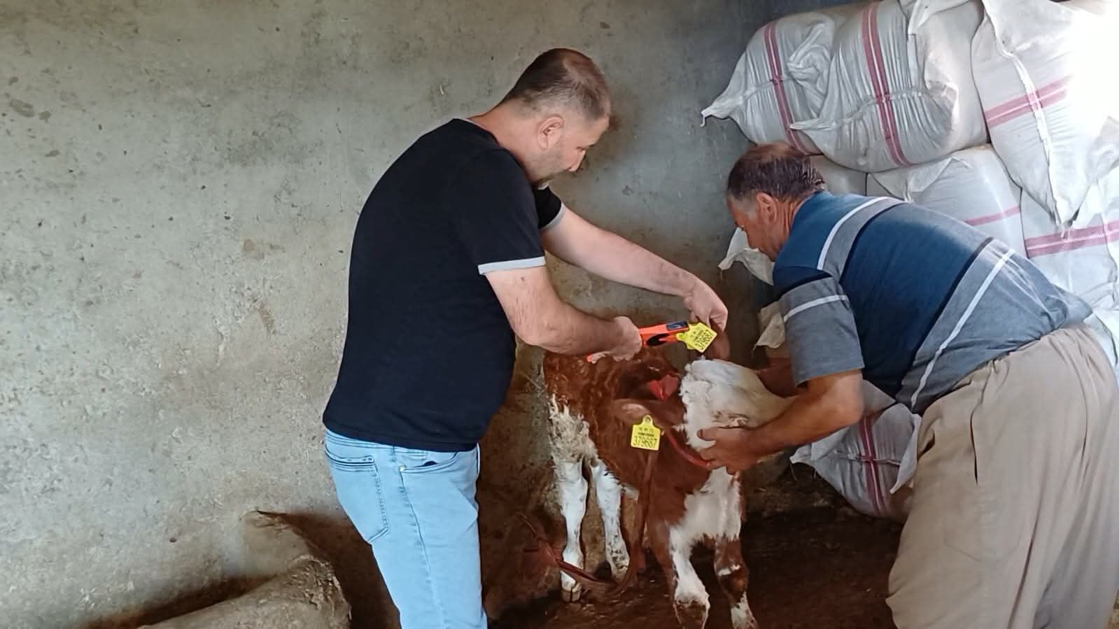 Şırnak’ta hayvan sağlığı için aşılama ve küpeleme çalışmaları sürüyor