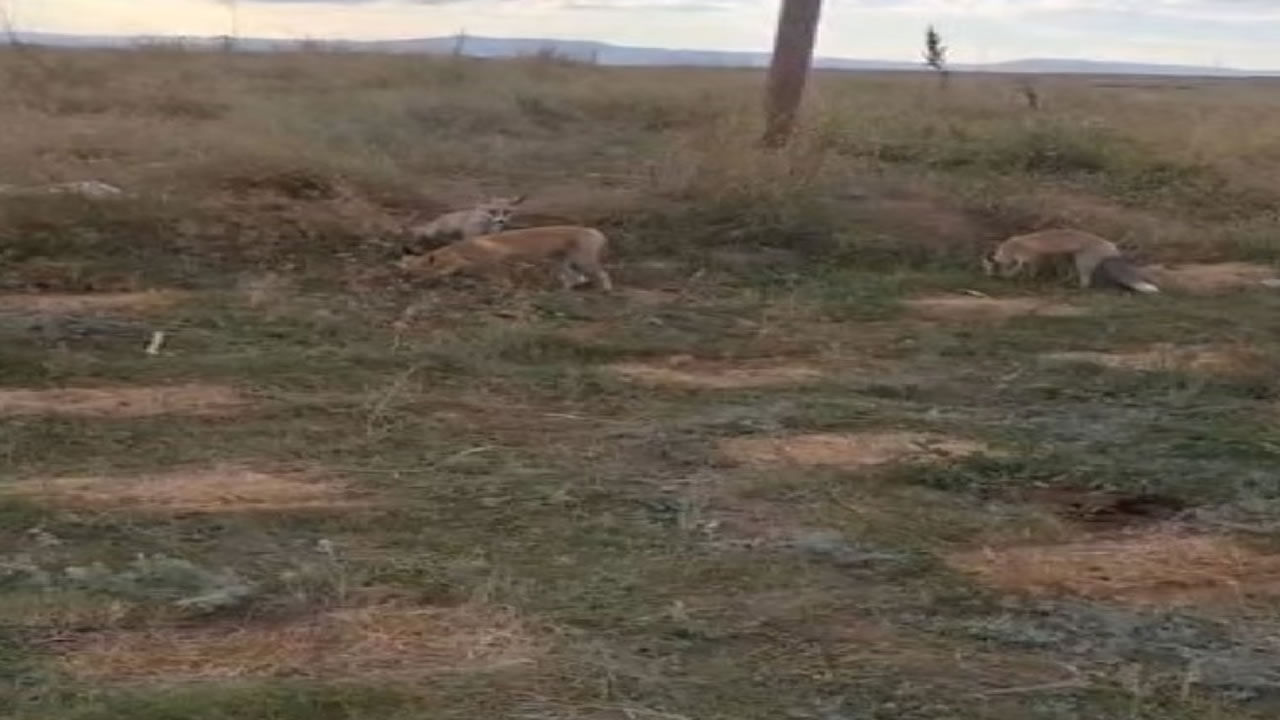 Arı kovanlarını taşırken 3 tilki geldi, vatandaş misafirlerini eliyle besledi