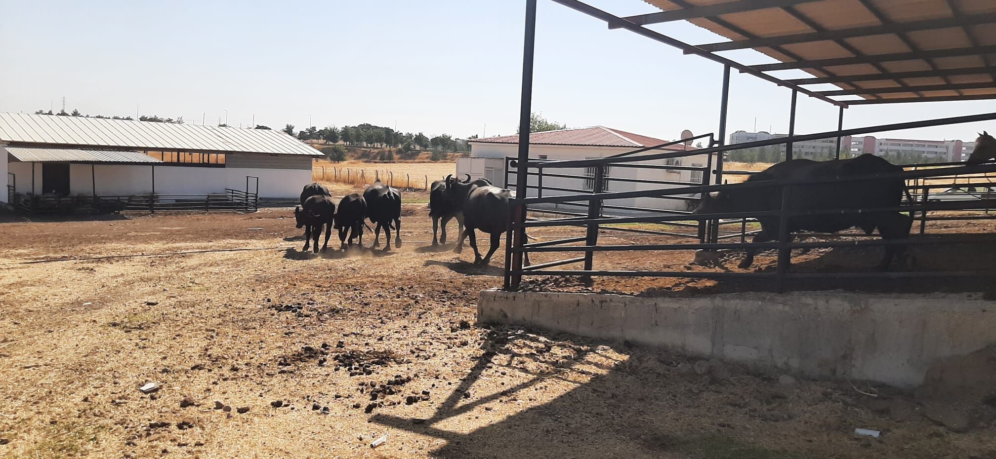 Mandalar İtalya'dan,Üretim Diyarbakır'dan