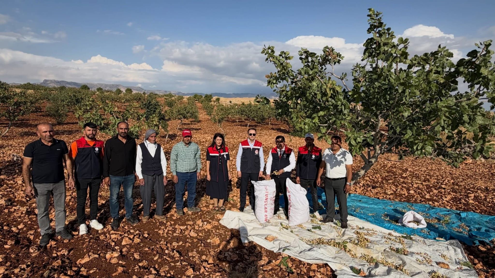 Güçlükonak Fistik Hasadi (1)