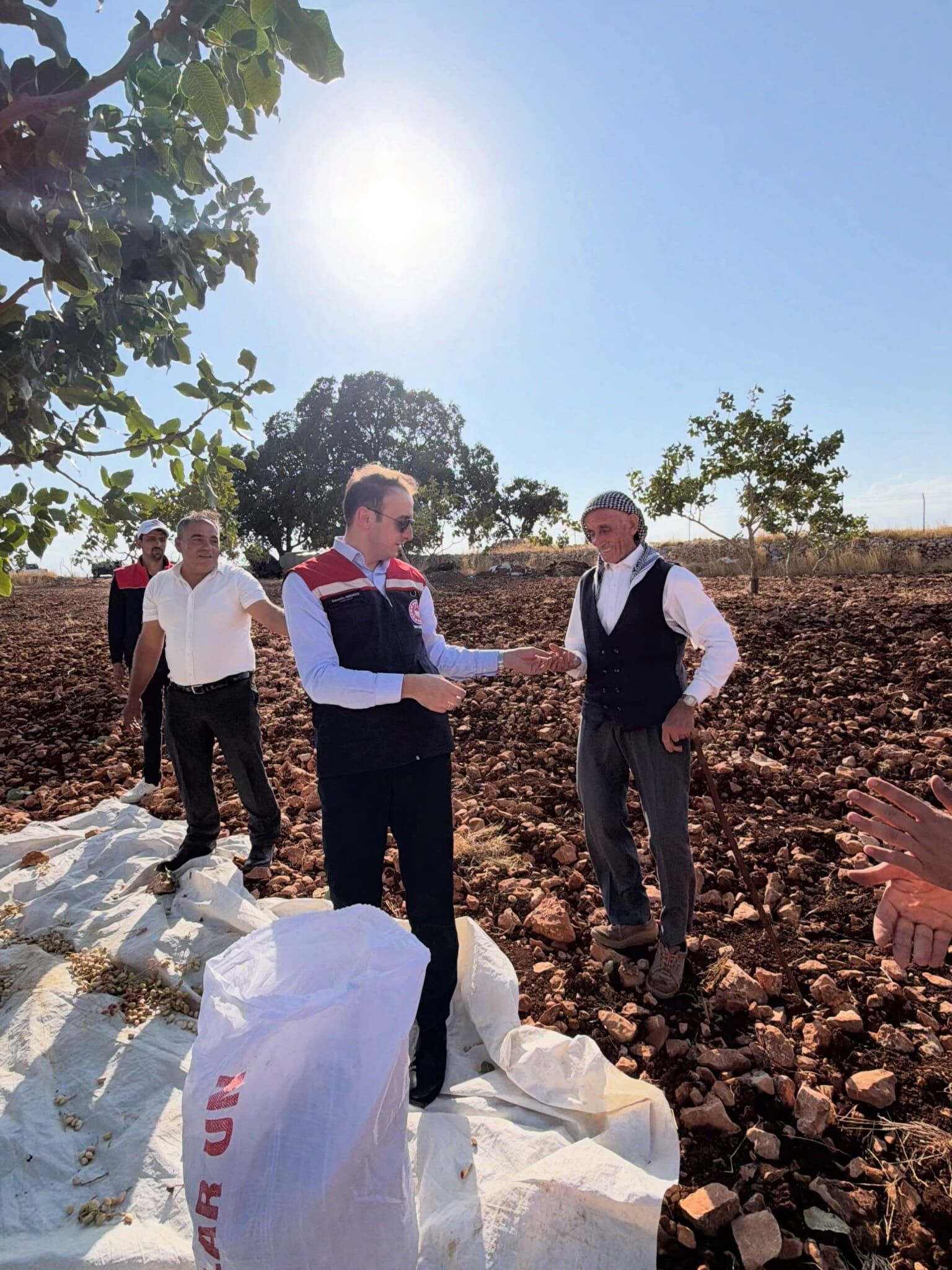 Güçlükonak Fistik Hasadi (2)