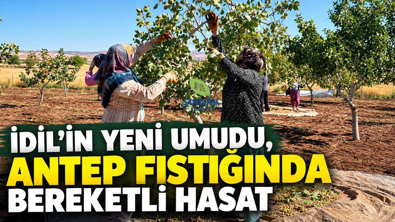 İdil’in yeni umudu, Antep Fıstığında bereketli hasat