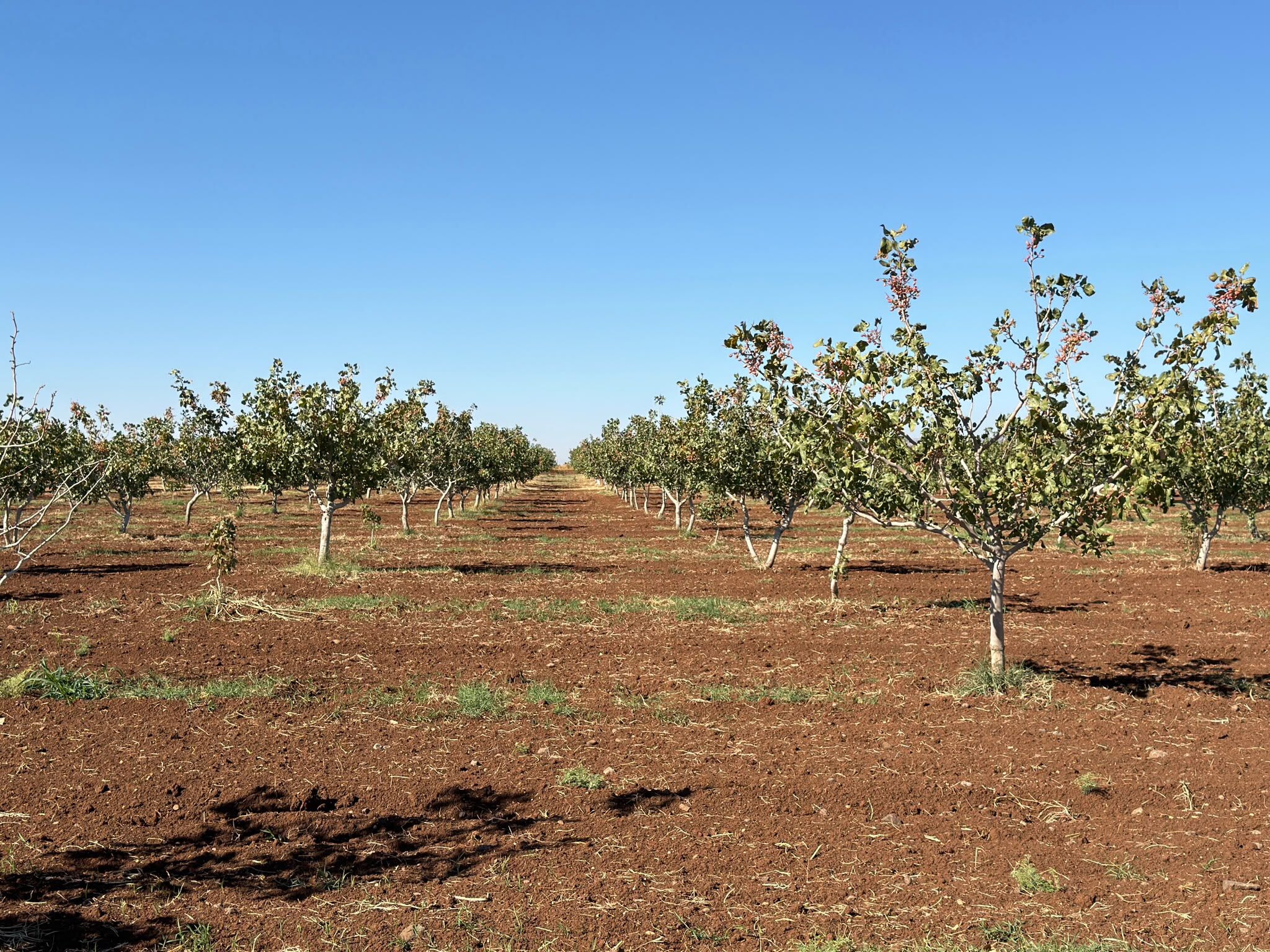 Hasat İdi̇ll (2) Kopya