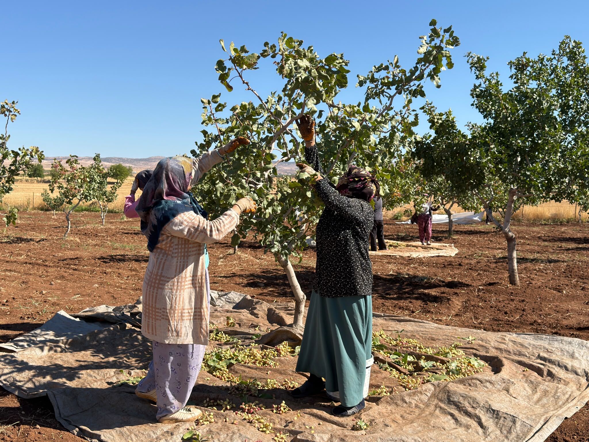 Hasat İdi̇ll (8) Kopya