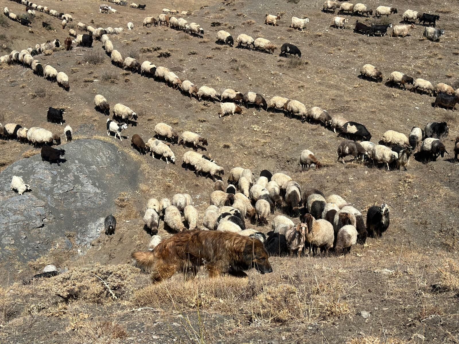 Koçerler (3)