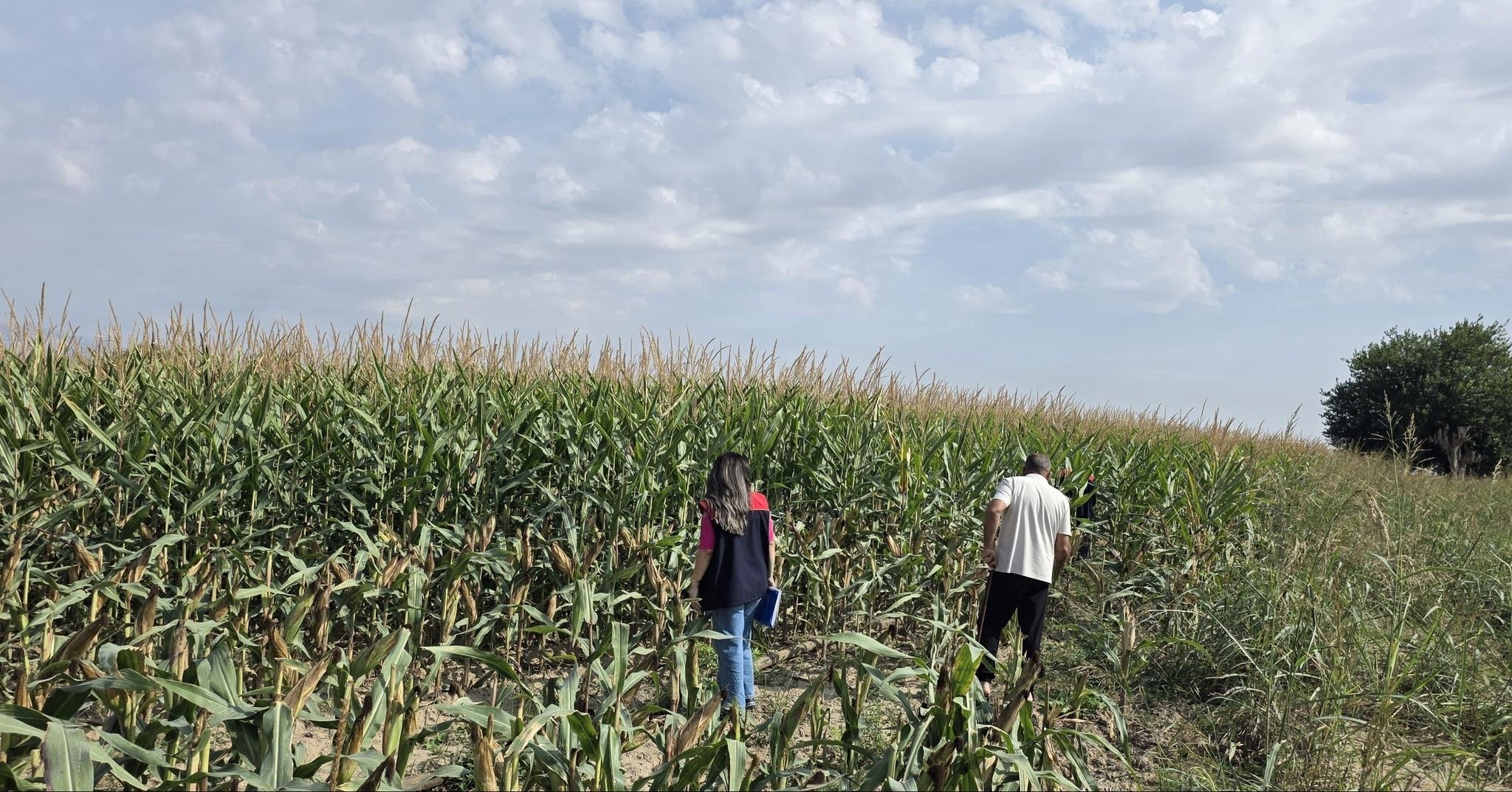 Şırnak’ta Devlet Desteği Alan Sulama Projeleri Takipte