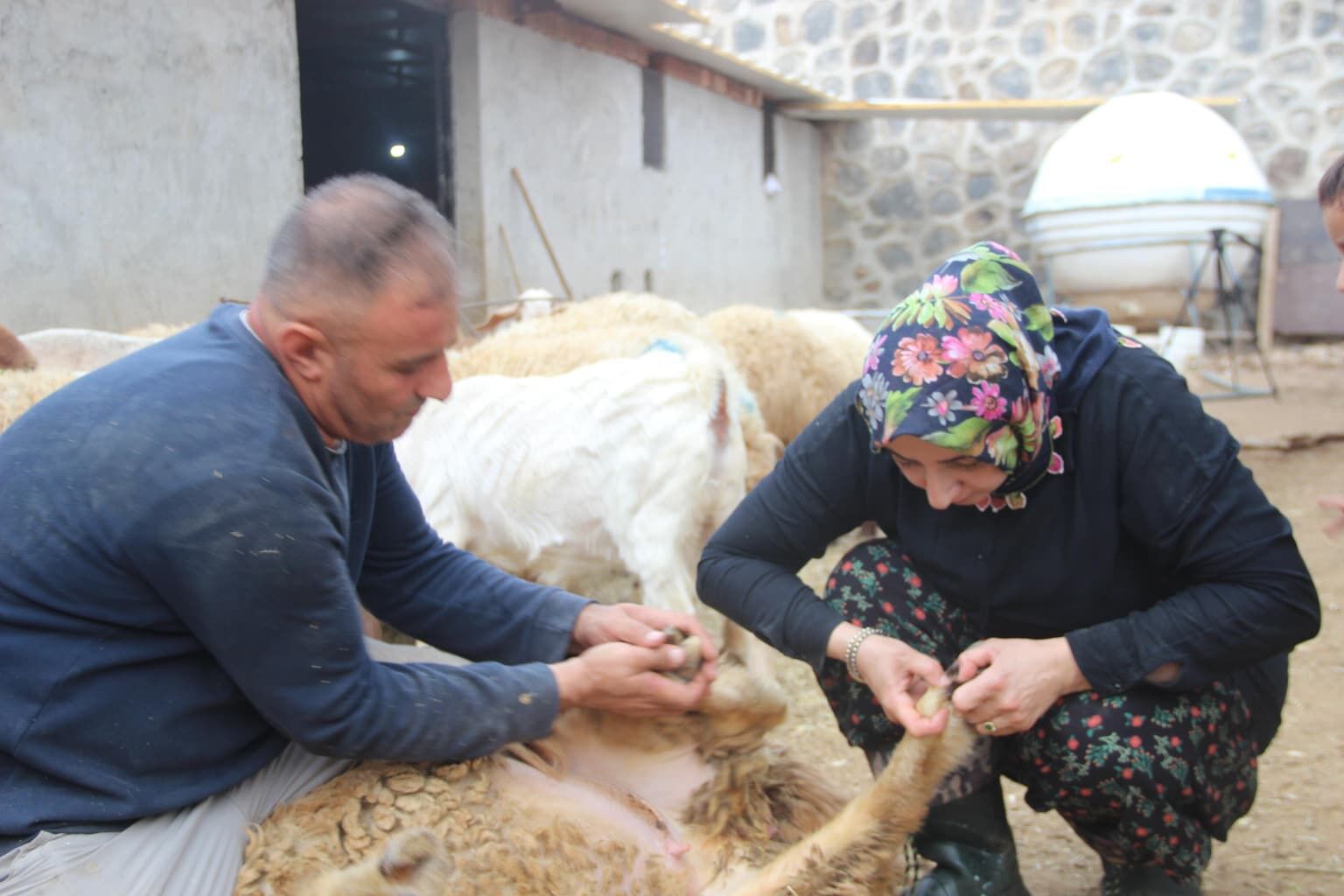 Cizre’de Öğretmenliği Bıraktı, 250 Koyunla Kendi İşinin Patronu Oldu