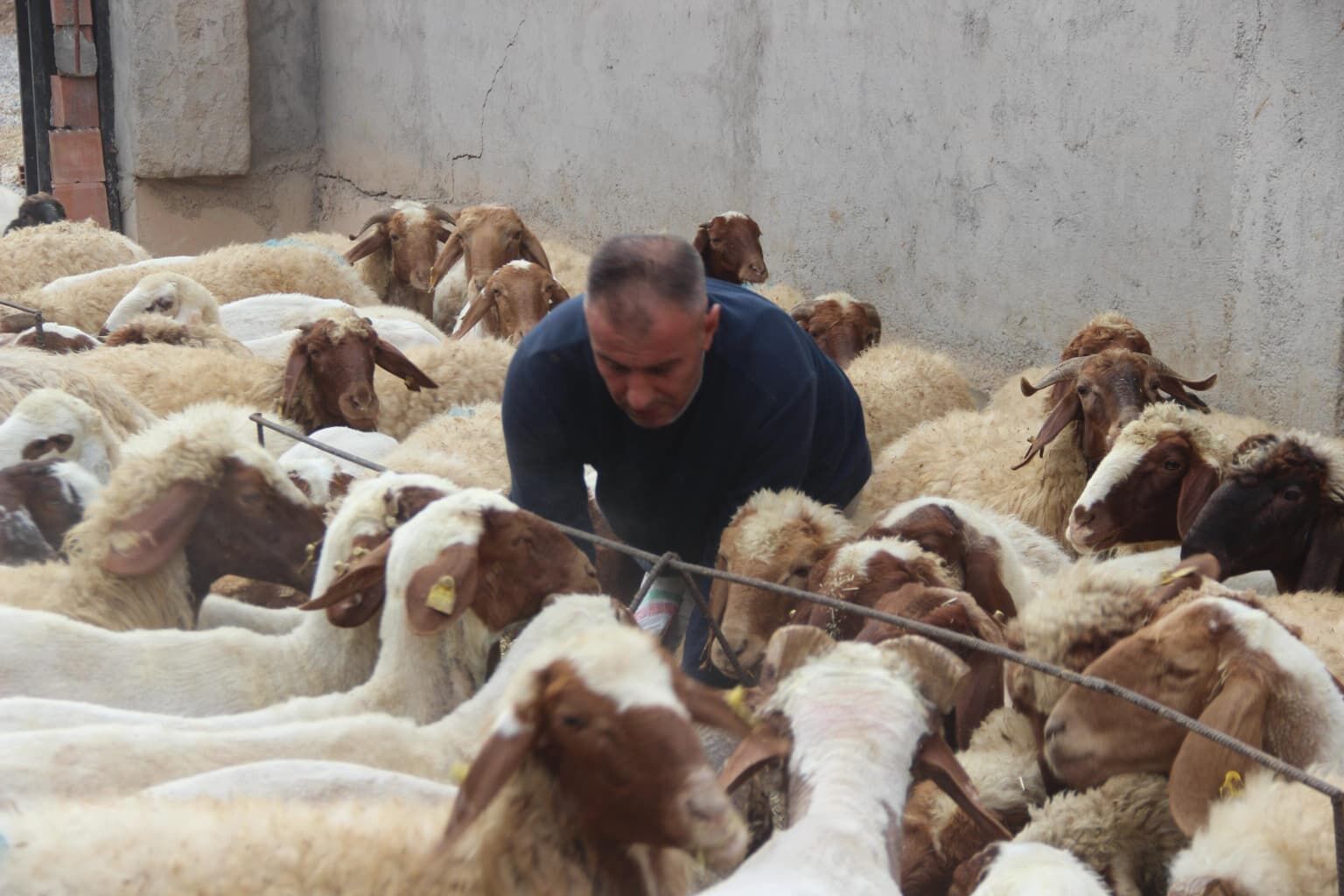 Cizre’de Öğretmenliği Bıraktı, 250 Koyunla Kendi İşinin Patronu Oldu