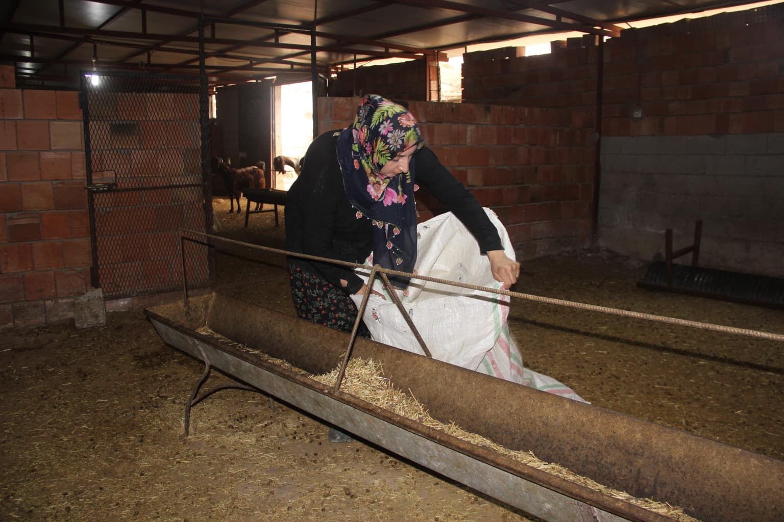 Cizre’de Öğretmenliği Bıraktı, 250 Koyunla Kendi İşinin Patronu Oldu