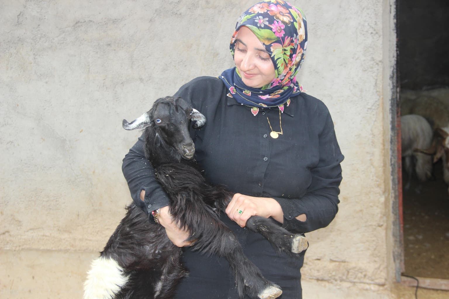 Cizre’de Öğretmenliği Bıraktı, 250 Koyunla Kendi İşinin Patronu Oldu