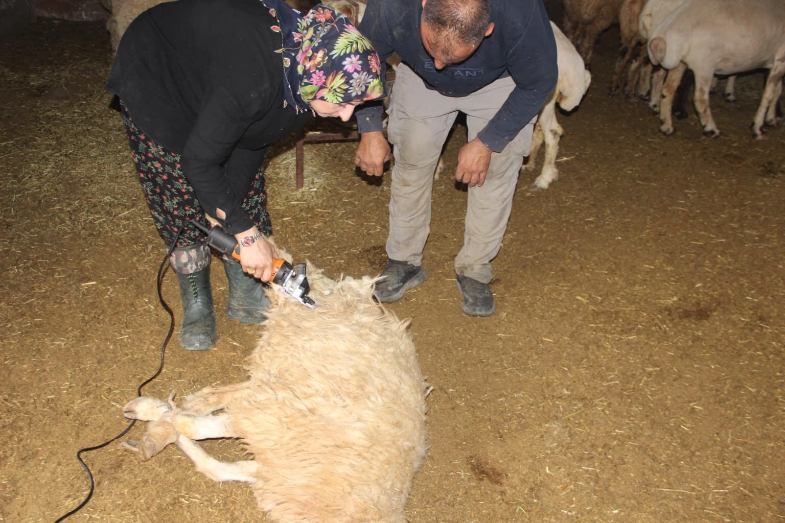Cizre’de Öğretmenliği Bıraktı, 250 Koyunla Kendi İşinin Patronu Oldu