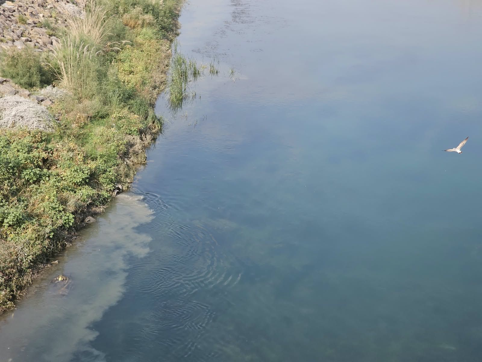 Cizre’de Kanalizasyon Suları Dicle Nehri’ne Akıyor