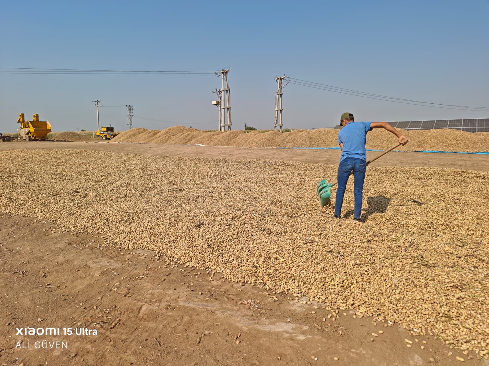 Yerfistiği Hasadi (3)