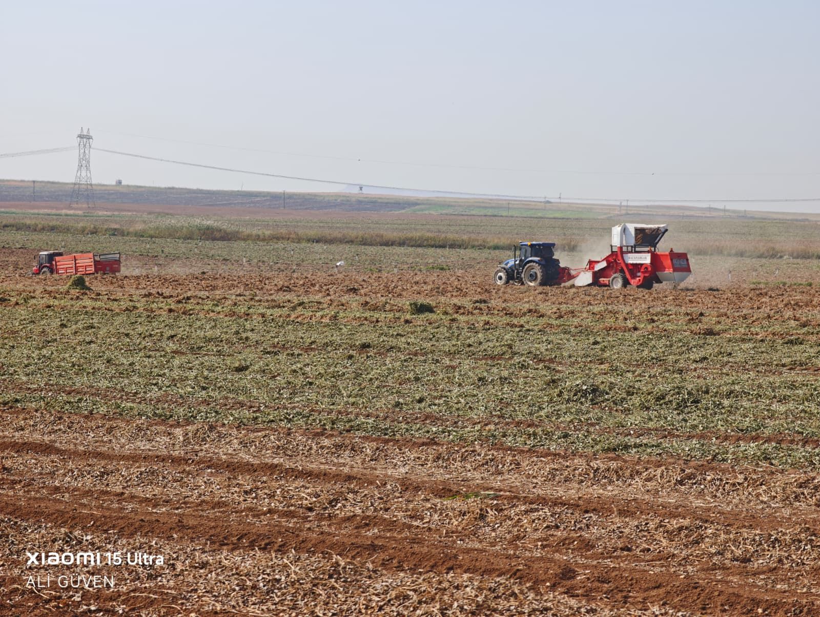 Yerfistiği Hasadi (8)